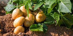 Кипр намерен зарегистрировать картофель в качестве продукта с защищенным наименованием места происхождения