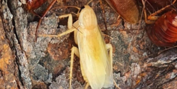 В Никосии обнаружены тараканы-альбиносы!