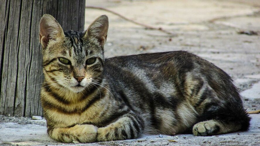 Муниципалитет Ларнаки примет участие в ежегодной программе стерилизации бездомных кошек