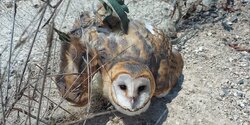 Кипрские зоозащитники спасли «милоту» от мучительной смерти. Фото