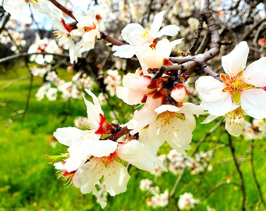 На Кипре в разгаре волшебное и фантастически красивое время цветения миндаля