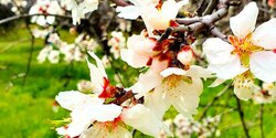 На Кипре в разгаре волшебное и фантастически красивое время цветения миндаля