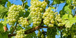 Производство винограда на Кипре сократилось на рекордных 93%