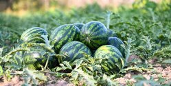 Сколько арбузов съедает каждый киприот в год — цифры, которые вас удивят!