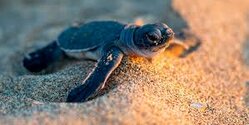 На Кипре стартовал сезон гнездования морских черепах