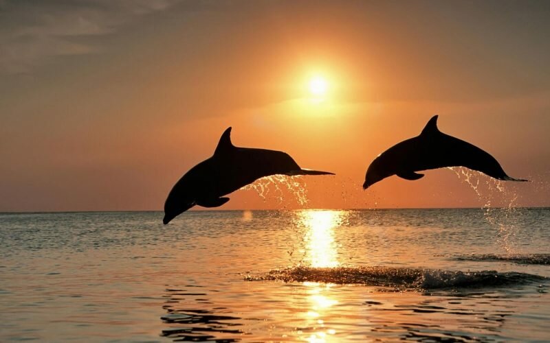 В Ларнаке дельфины устроили совместное шоу с SUP-серферами