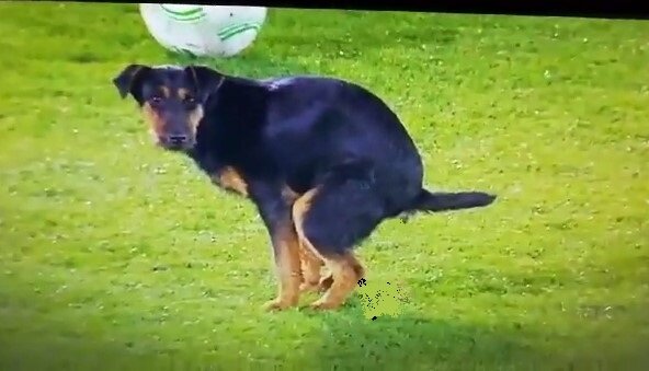 Собака нагадила на поле перед матчем «Партизана» и «Анортосиса» в Белграде