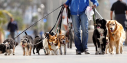 В Лимассоле открывается парк для собак