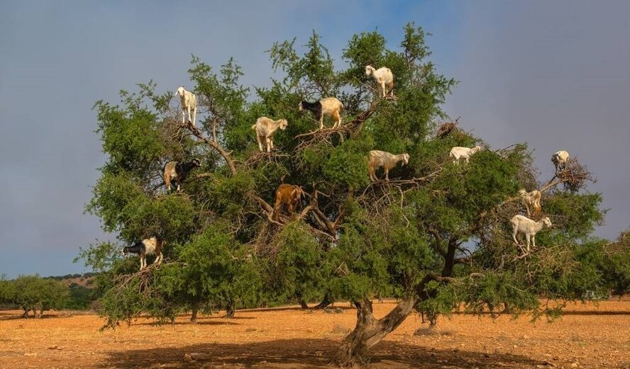 Дикие лесные козы Кипра атаковами города