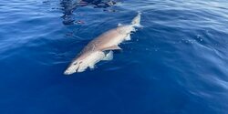 В Лимассоле рыбаки поймали редкую акулу