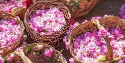 Не пропустите Фестиваль роз в Агросе!