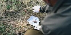 На Кипре зафиксированы десятки случаев отравления животных