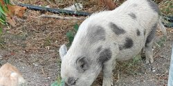 Ручного поросенка по кличке Руни из Ларнаки чуть не увезли на скотобойню