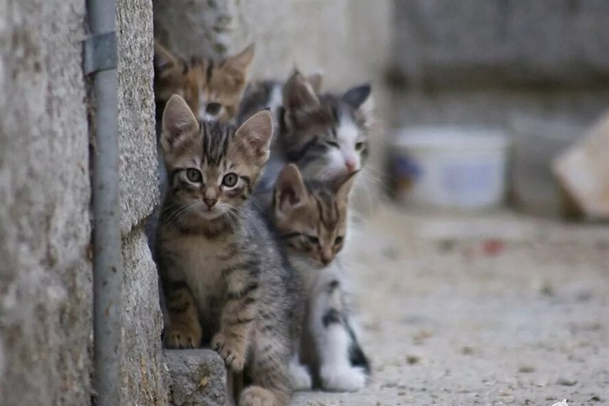 На кладбище в Ларнаке исчезают кошки