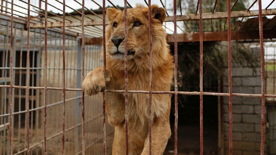 Зеленые требуют закрыть все зоопарки на Кипре