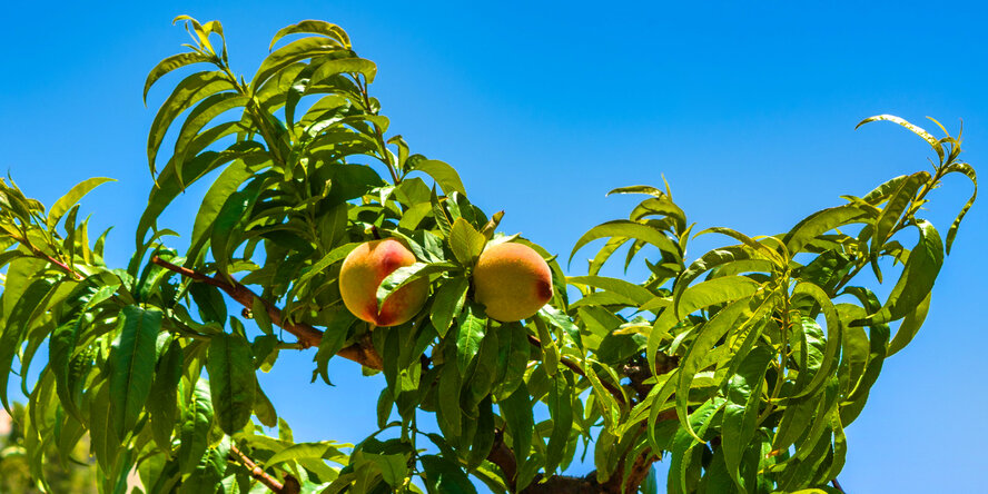 Не пропустите! На Кипре начался сезон сбора персиков