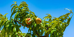 На Кипре начался сезон сбора персиков!