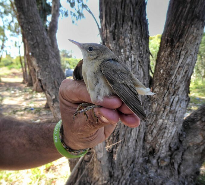 На Кипре зафиксирован значительный рост убийства птиц