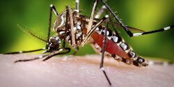 Скорость распространения китайского вируса чикунгунья вызывает тревогу в Западной Европе и на Кипре