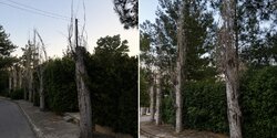 Почему на Кипре так жестоко обрезают деревья? 