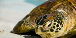 В Лимассоле спасли пойманную на крючок черепаху