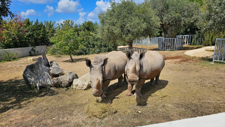 В зоопарке Пафоса появились два белых носорога и два солнечных медведя