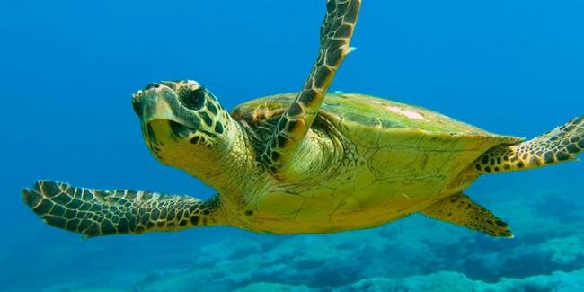 На Северном Кипре начался сезон миграции морских черепах