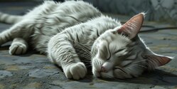 В Никосии зафиксировано массовое отравление кошек!