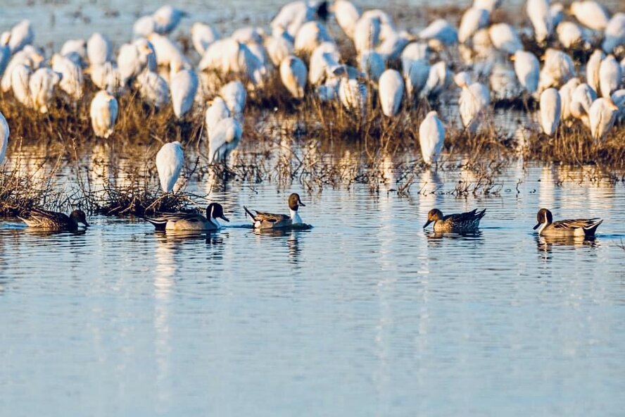 На Кипре зимует почти 17 тысяч птиц