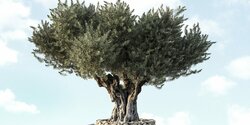 Мужчина погиб во время обрезки оливкового дерева в Лимассоле