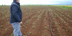 Аномальные заморозки на Кипре привели к неурожаю картошки
