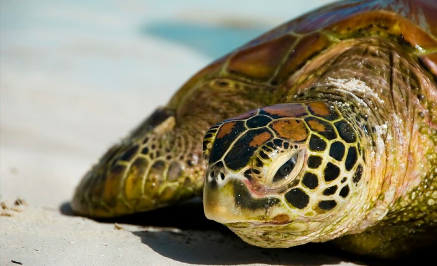 В Лиопетри рыбак спас огромную черепаху