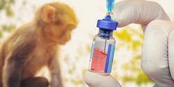 В понедельник на Кипр доставят первую дозу вакцин от оспы обезьян