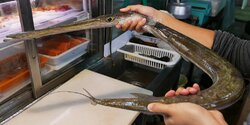 Рыба-флейта или рыба-дудка — экзотический деликатес Кипра