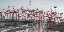 На Кипр прилетели тысячи фламинго