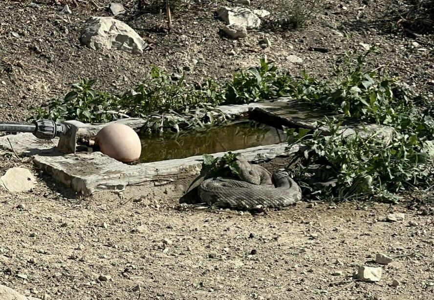 Житель Кипра обнаружил огромную змею