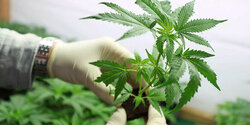 На Кипре повысили допустимую норму каннабиноидов в легальной марихуане