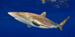 Невероятно! У берегов Кипра поймали акулу