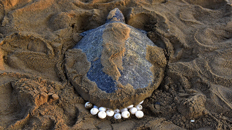 Исчезающая речная черепаха сделала кладку яиц на Кипре