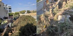 В Лимассоле на частном участке незаконно вырубили под корень около 60 кипарисов