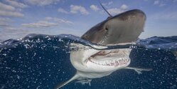 Экстремальная охота на акулу и тунца на Кипре