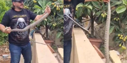В Лимассоле во дворе частного дома обнаружена огромная змея