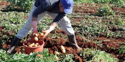 На Кипре не хватает рабочей силы в секторе сельского хозяйства