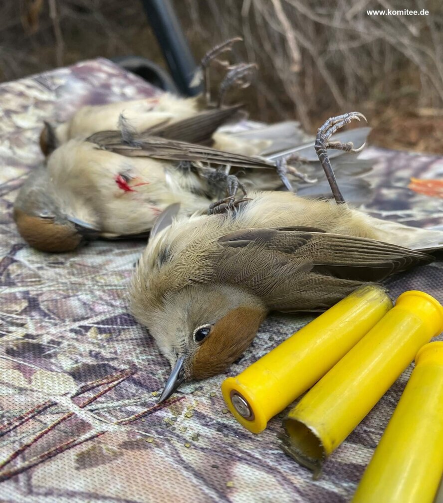 Кипрские активисты с сентября поймали 18 охотников на птиц