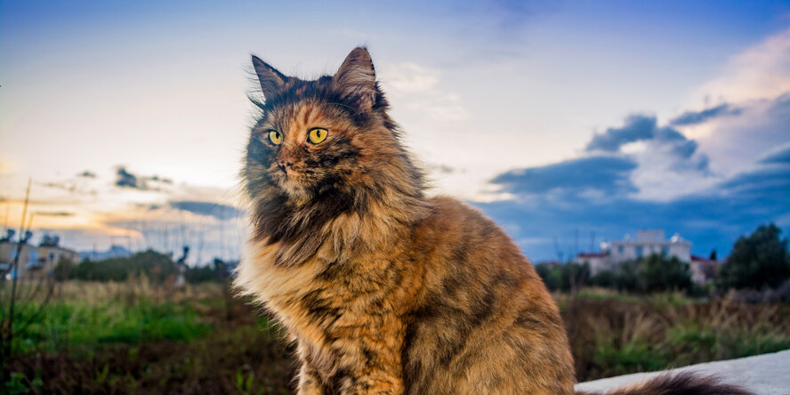 Пушистое чудо: кипрские кошки, которые не оставят равнодушным абсолютно никого!