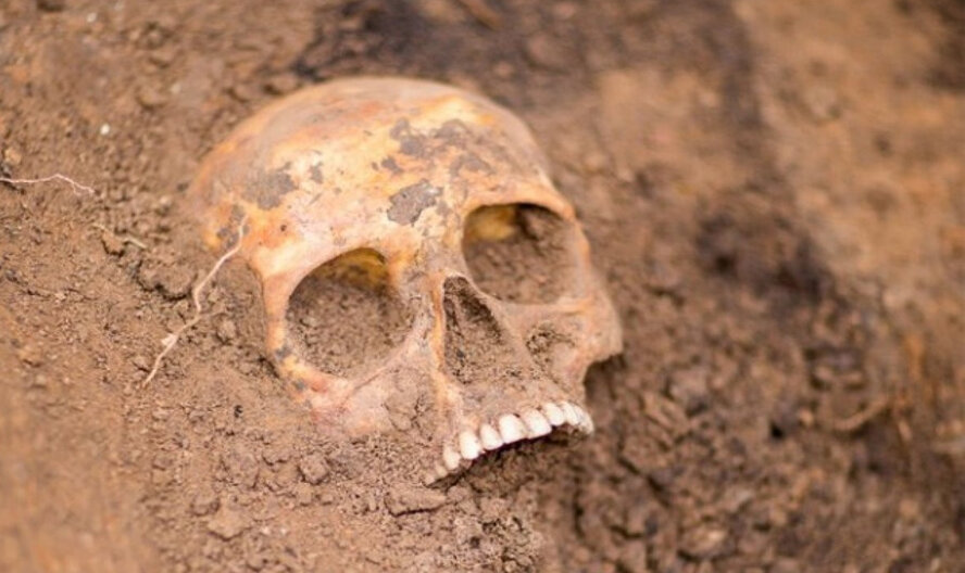 В Пафосе во время утренней прогулки собака нашла череп человека