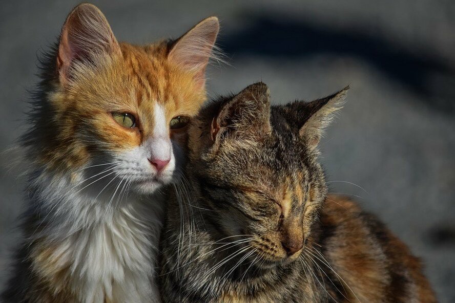 На Кипре варварскими методами стерилизуют кошек