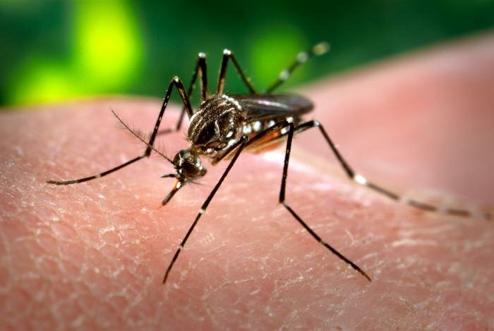 На Кипре обнаружены опасные комары вида Aedes aegypti
