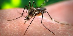 На Кипре обнаружены опасные комары вида Aedes aegypti
