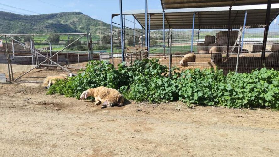 Скандал в Ороклини: фермеры обвиняют власти в бездействии на фоне вспышки ящура